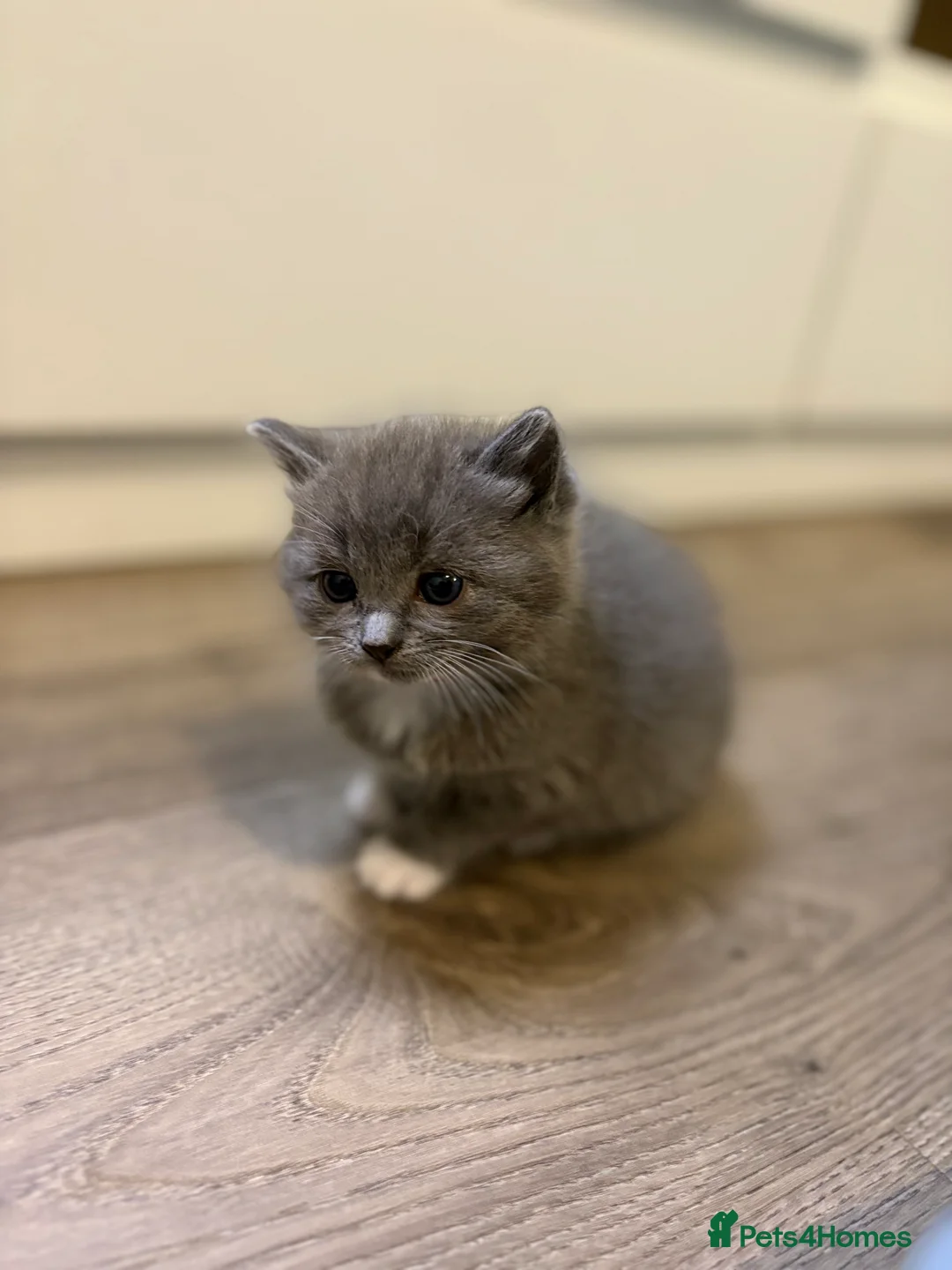Ragdoll cats for sale: Beautiful Ragdoll kittens x Long haired Russian  in Plymouth - Advert 2