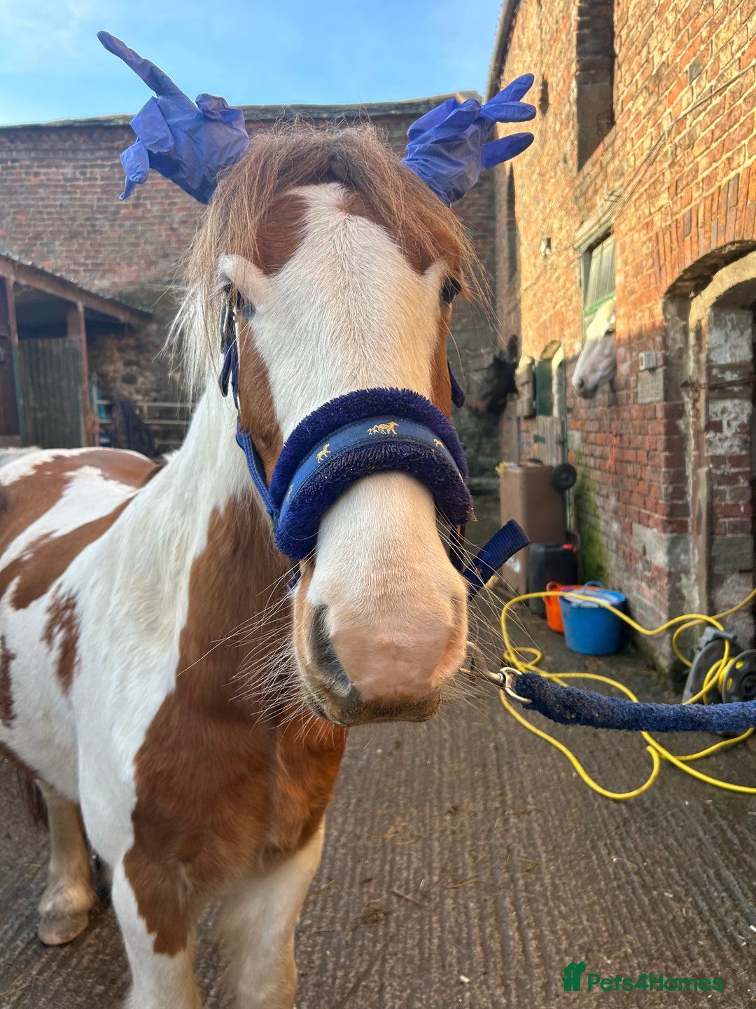 Irish Cob horses for sale: 5 yo skewbald cob 13.3 hh  - Image 12