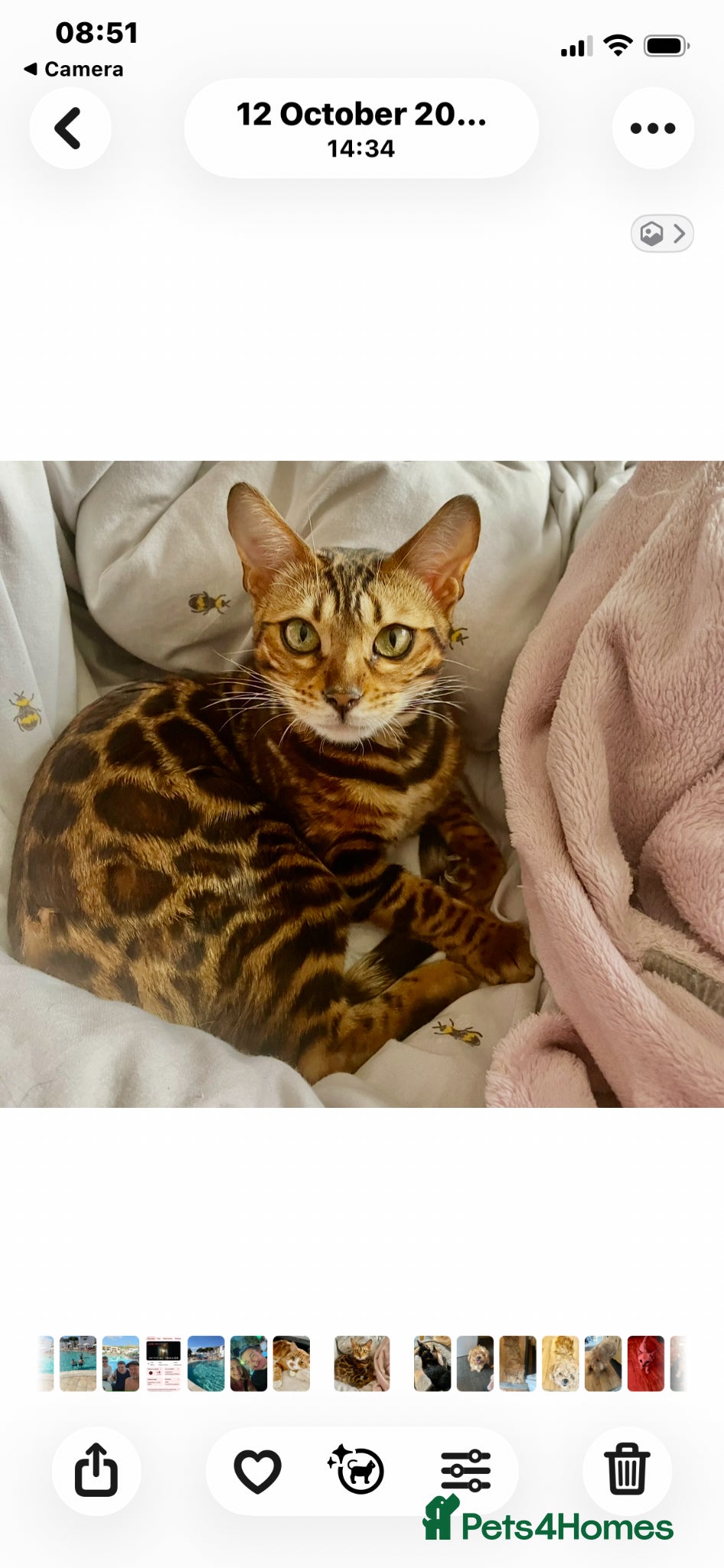 Bengal cats Half bengal kittens  - Advert 2