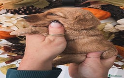 Cockapoo dogs for sale: Cockapoo puppies  - Advert 16