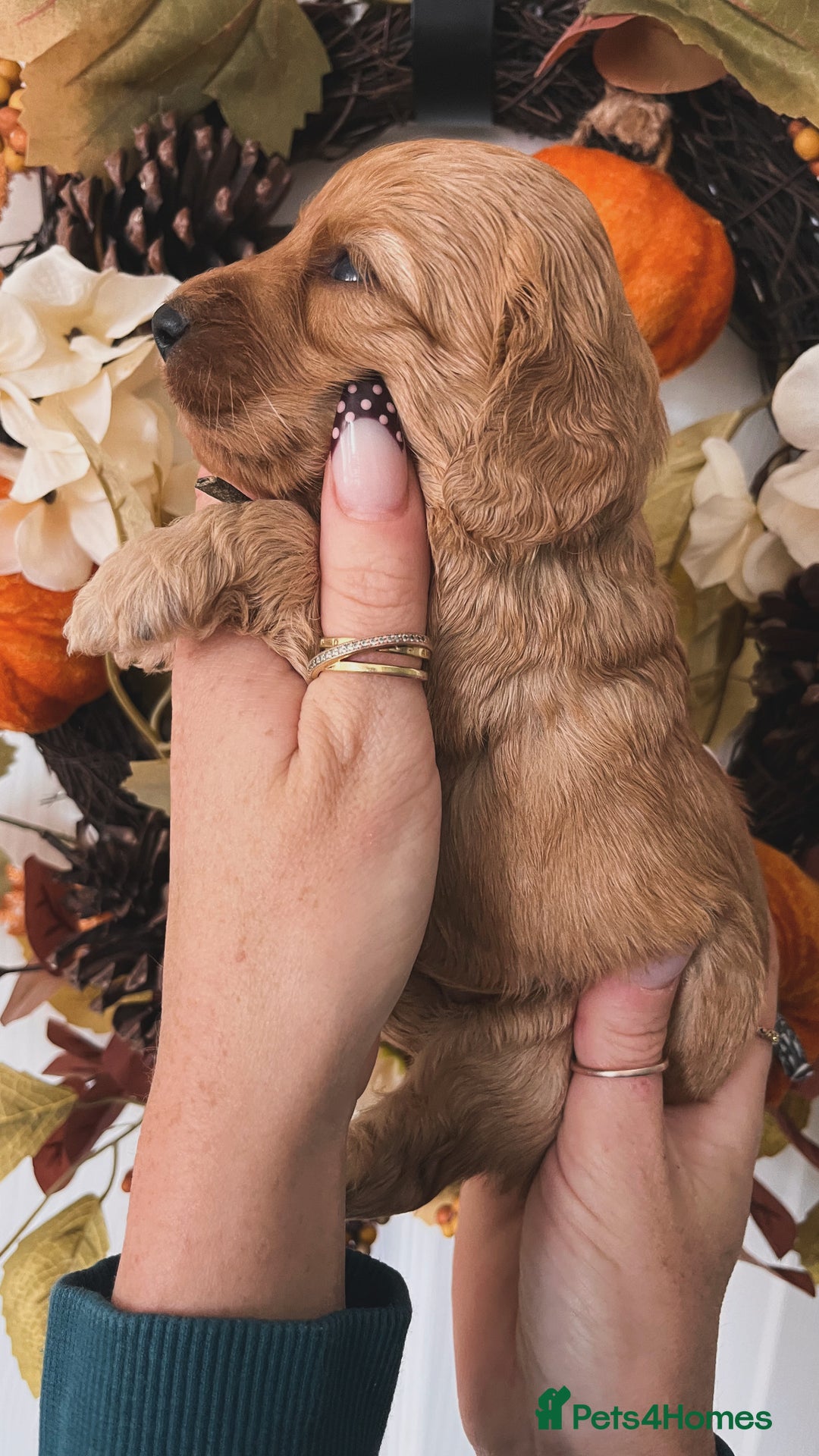 Cockapoo dogs for sale: Cockapoo puppies  - Advert 16