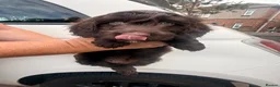 Mixed Breed dogs for sale: Doxiepoos  - Advert 9