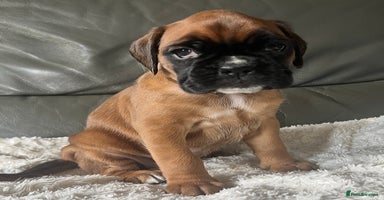Boxer dogs - Advert 8