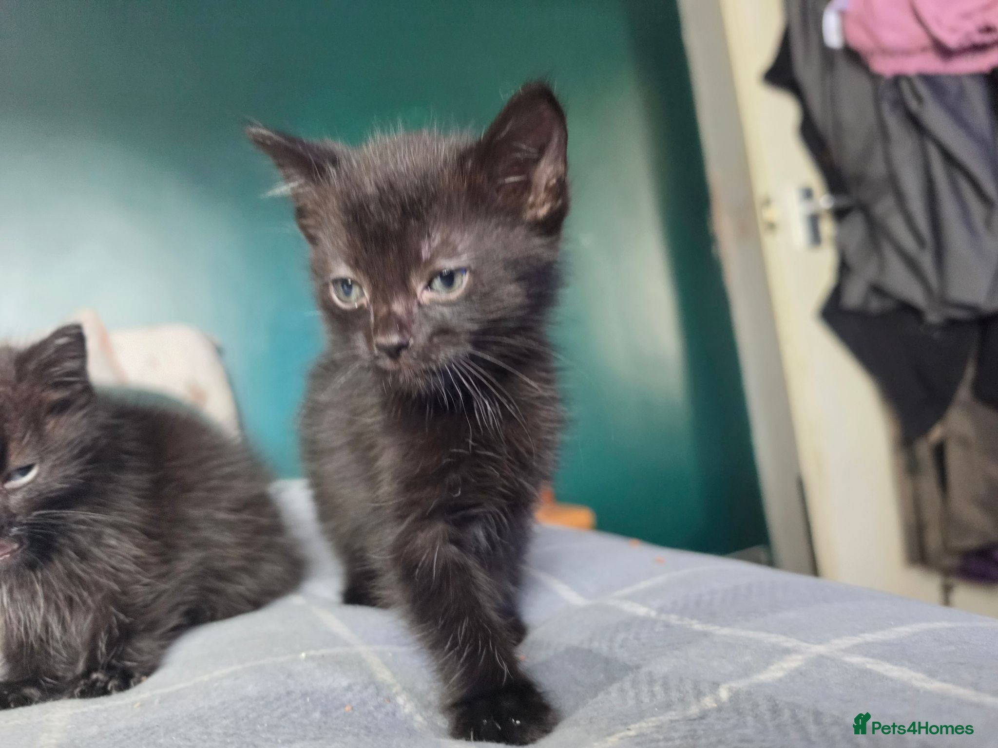 Mixed Breed cats 9 kittens ready  - Advert 4