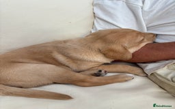 Labradoodle dogs for sale: Labradoodle male puppy - Image 4