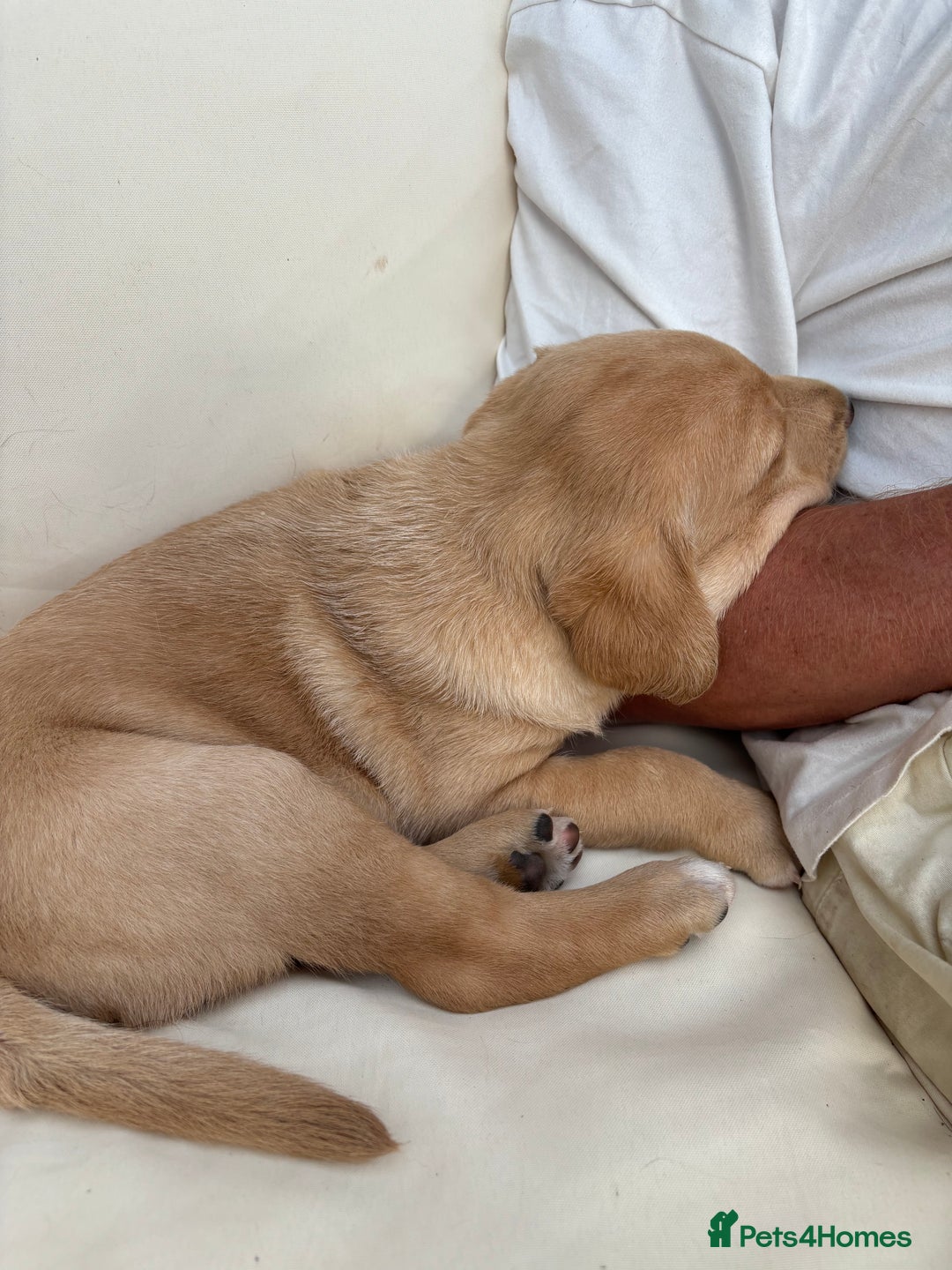 Labradoodle dogs for sale: Labradoodle male puppy - Image 4