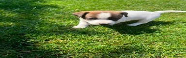 Jack Russell 2