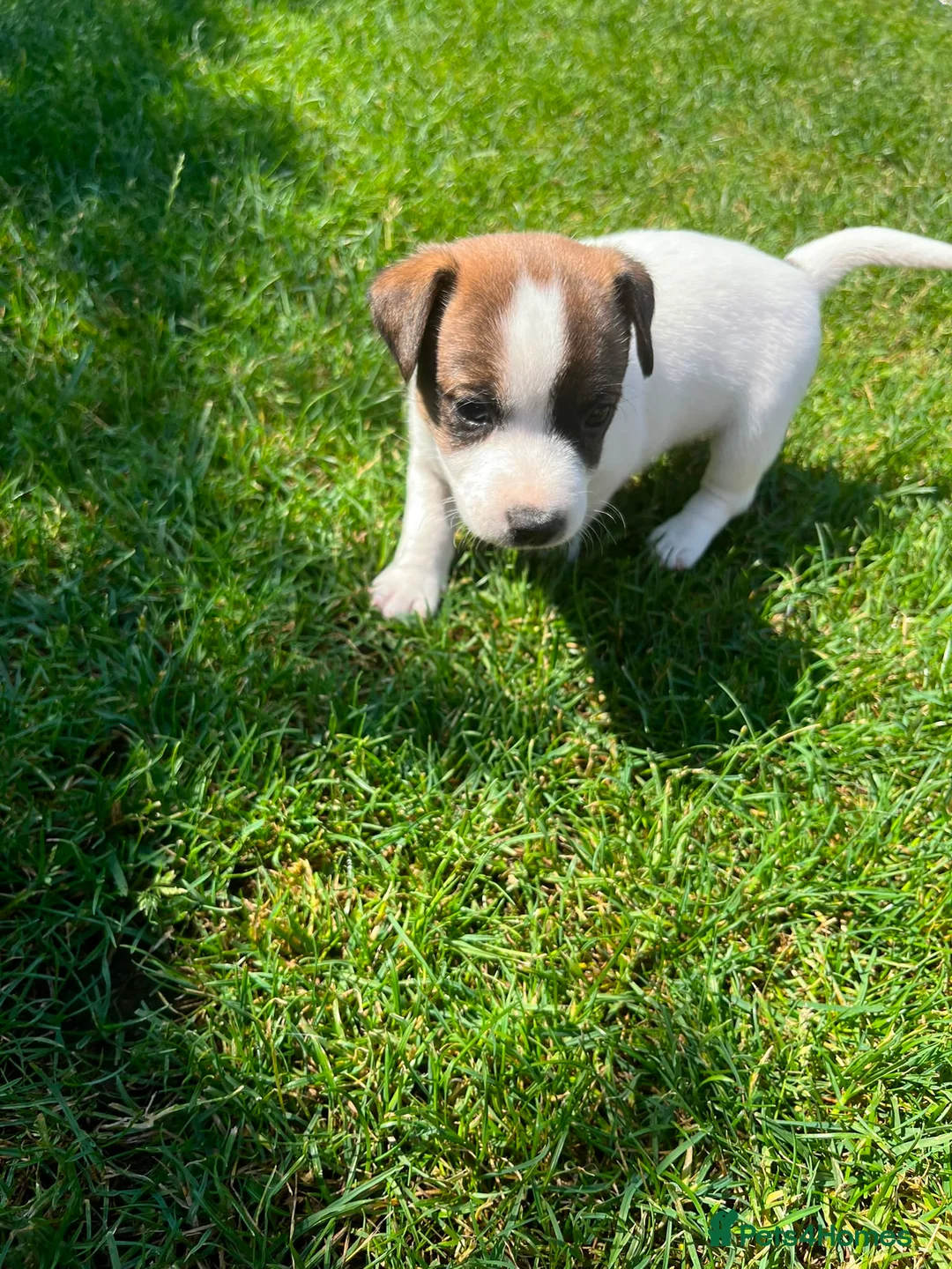 Jack Russell dogs for sale: Jack Russell Puppies  - Advert 8