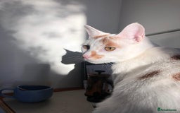 Mixed Breed cats for adoption: HUNK -INTELLIGENT- ALPHA BOY - IN PRIME CONDITION  - Image 11