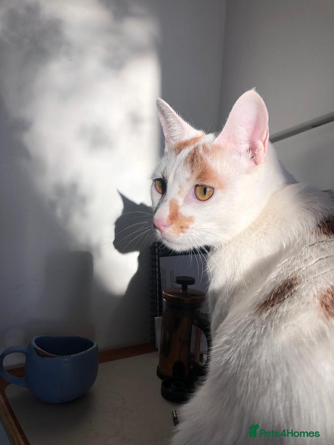 Mixed Breed cats for adoption: HUNK -INTELLIGENT- ALPHA BOY - IN PRIME CONDITION  - Image 11