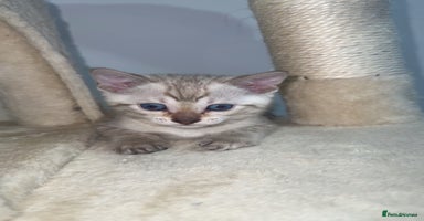 Bengal cats - Advert 13