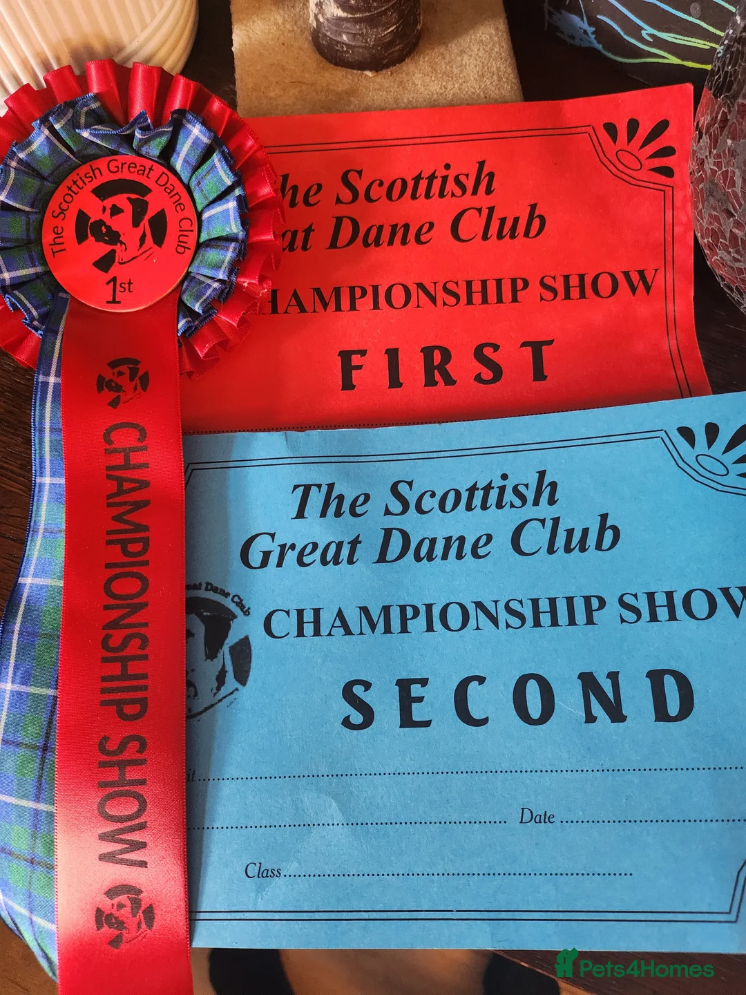 Great Dane dogs for stud: Great Dane for Stud in Bathgate - Advert 28