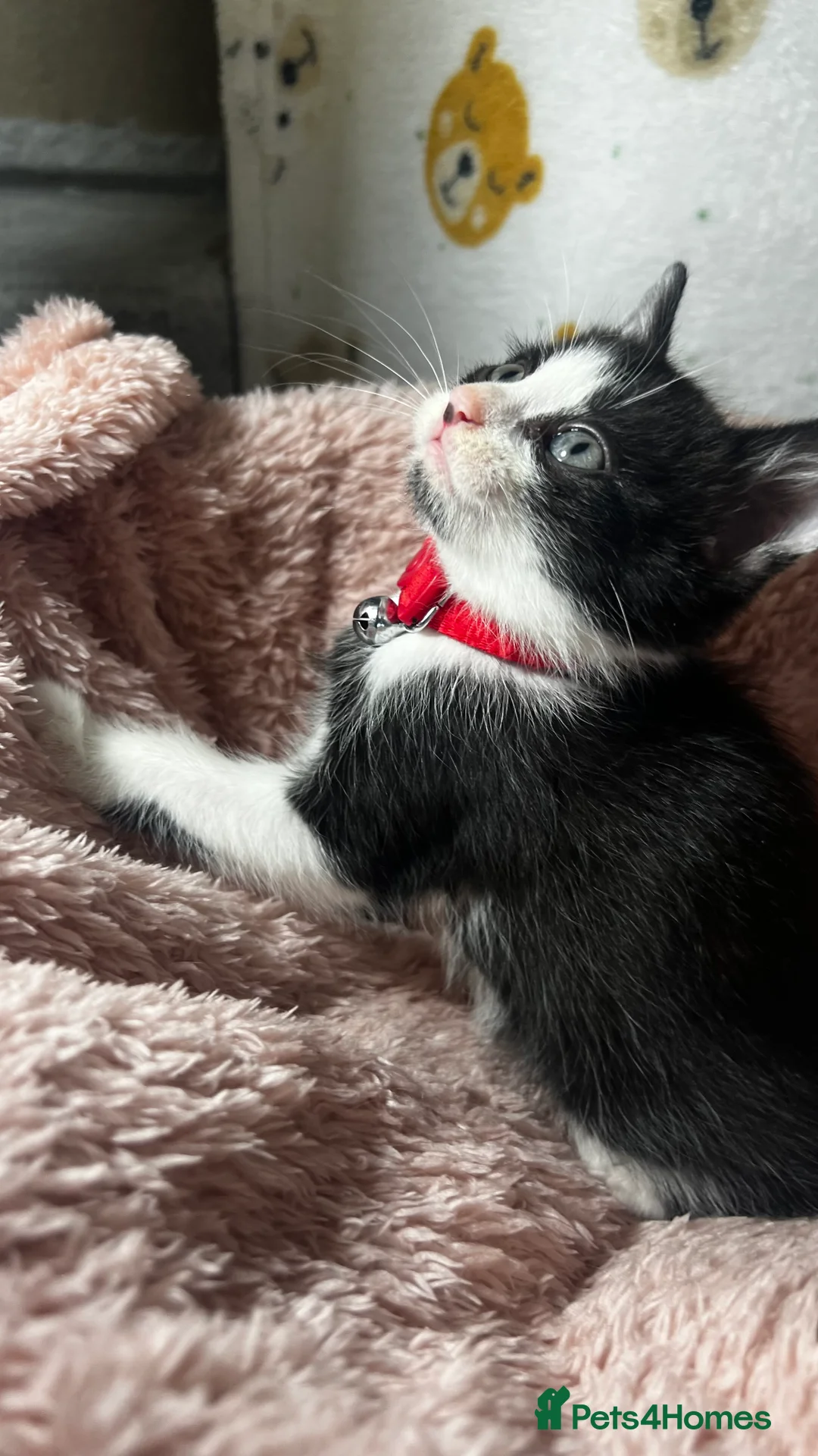 Domestic Shorthair cats for sale: Tuxedo Boy Ready To go Now❤️ - Advert 2