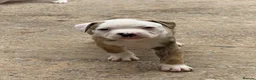 American Bulldog dogs for sale: AMERICAN BULLDOG PUPIES - Advert 8