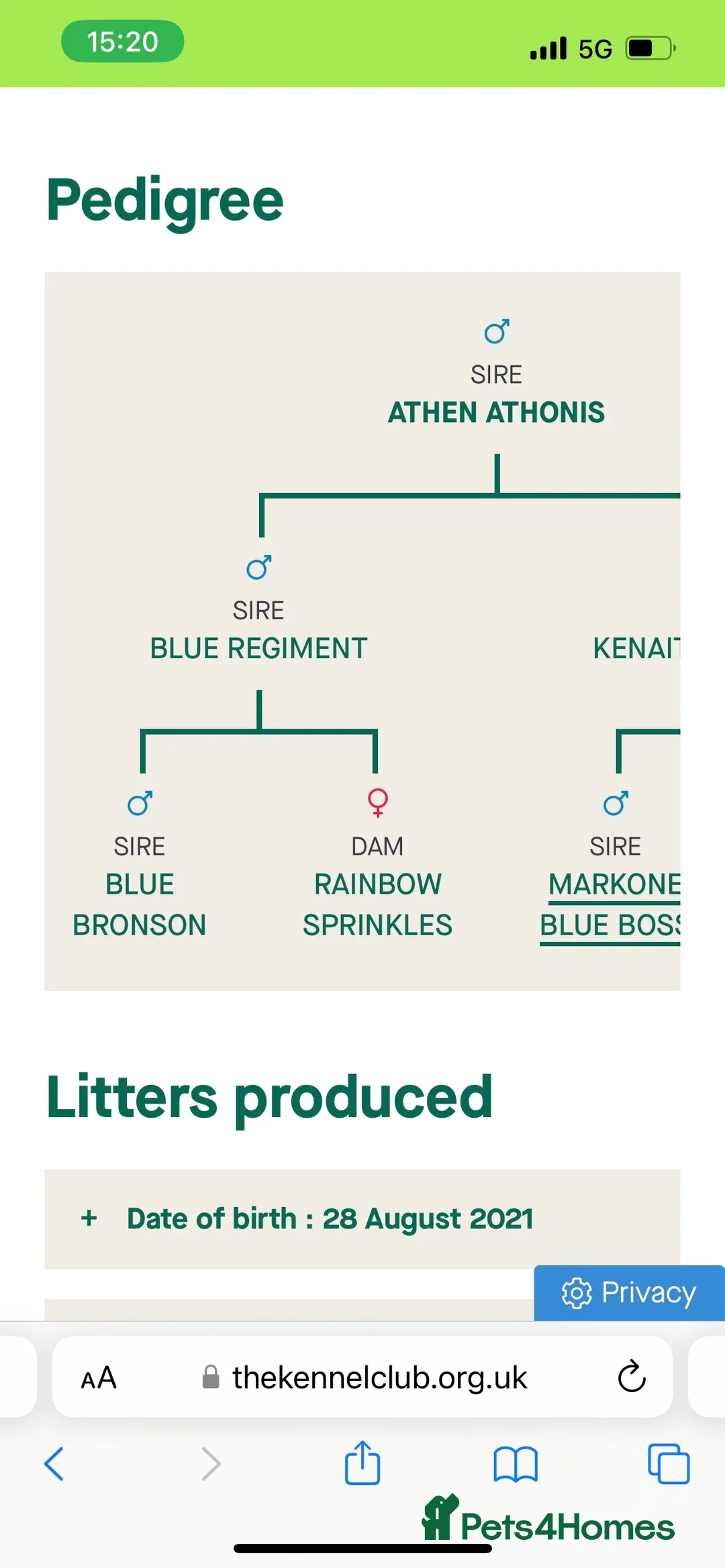 Staffordshire Bull Terrier dogs for stud: REGGIE kc PROVEN (HEALTH TESTED) Dark Blue in Wisbech - Advert 7