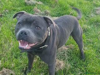 Staffordshire Bull Terrier dogs in Birmingham - Advert 25