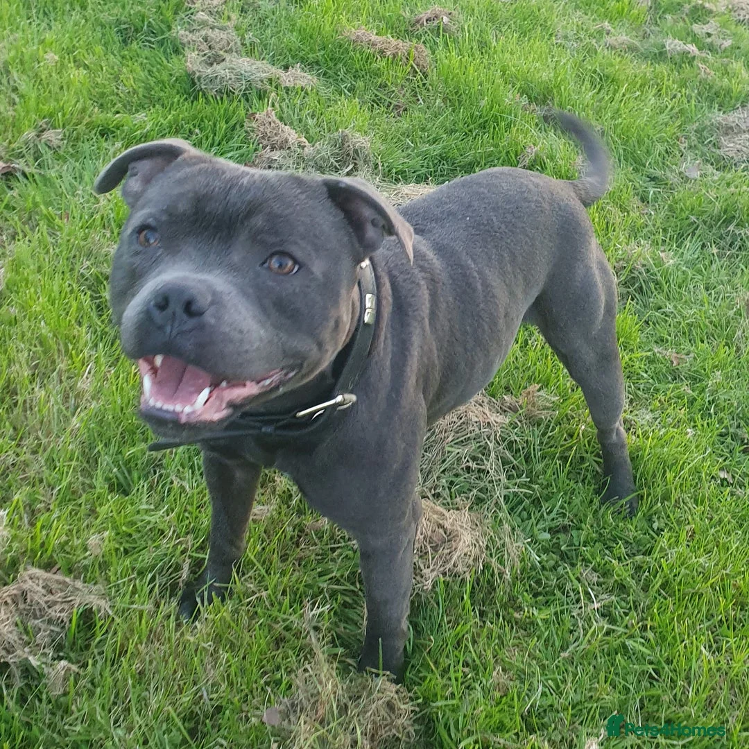 Staffordshire Bull Terrier dogs for stud: **ROSCO**OUTSTANDING BLUE STUD! in Birmingham - Advert 3