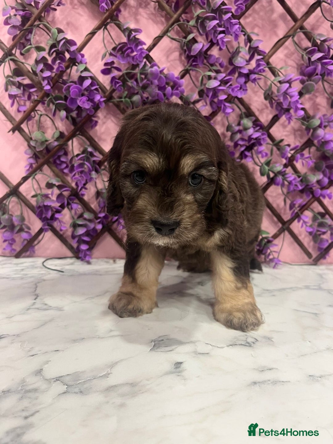 Cavapoo dogs for sale: Cavapoos f1 boys and girls  - Advert 11