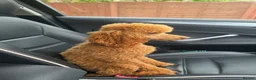 Cavapoo dogs for sale: dna clear f1 red cavapoo puppies , FAMILY REARED in Alford - Advert 16