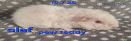 Guinea Pig rodents for sale: Fluffy baby boy male guinea pigs - Advert 3