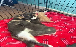 Mixed Breed cats for sale: Kittens looking for forever homes - Image 8