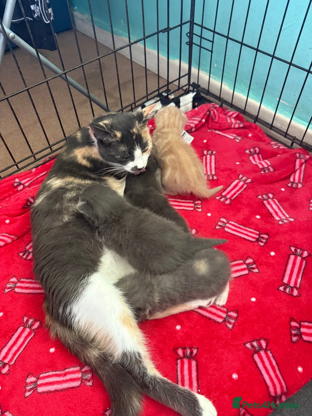 Mixed Breed cats for sale: Kittens looking for forever homes - Image 8