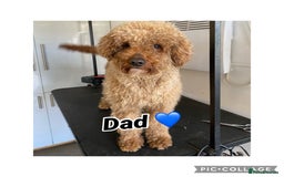 Irish Doodle dogs for sale: F2b Gorgeous Irish Doodles  - Image 3