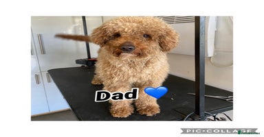 Irish Doodle dogs - Advert 13