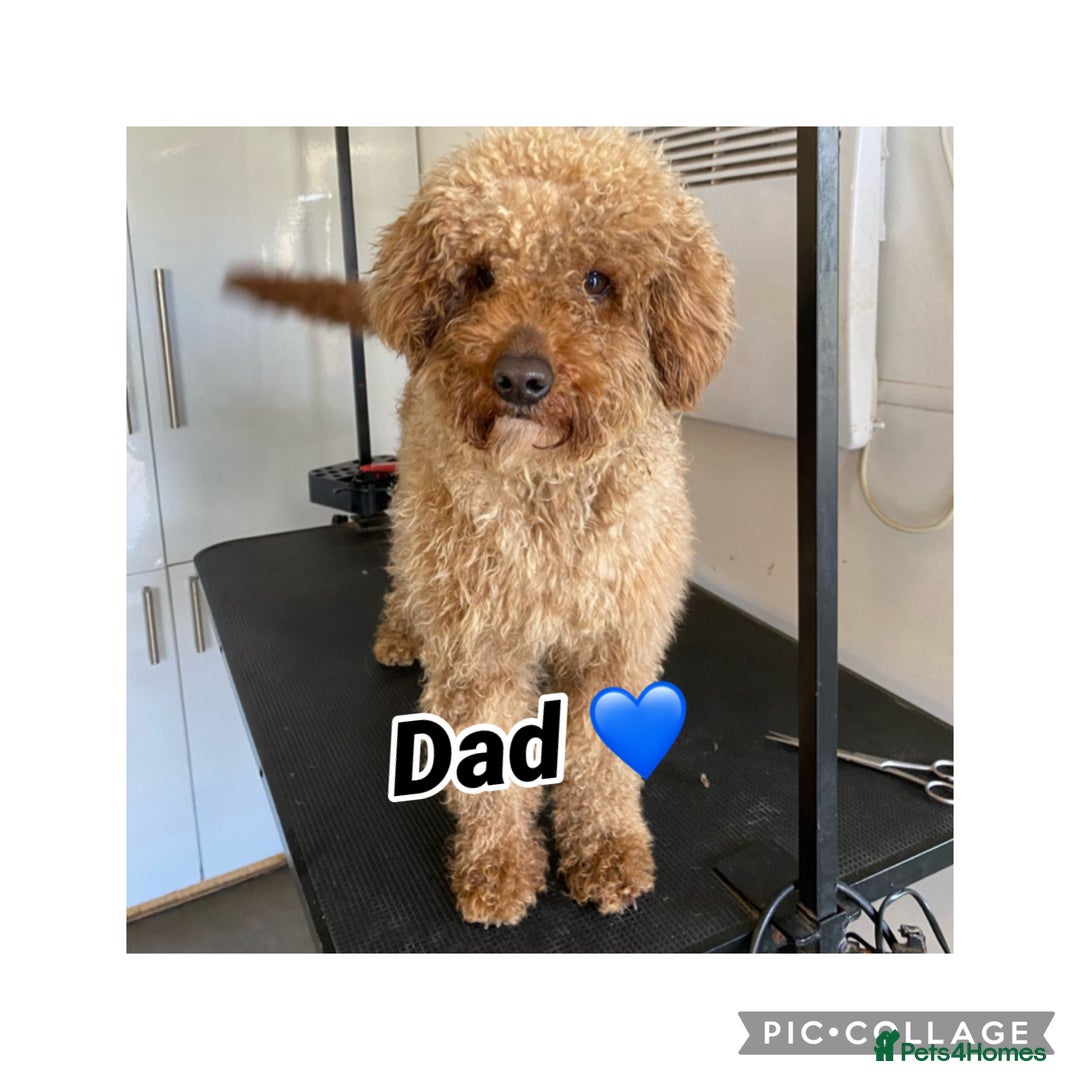 Irish Doodle dogs for sale: F2b Gorgeous Irish Doodles  - Image 3