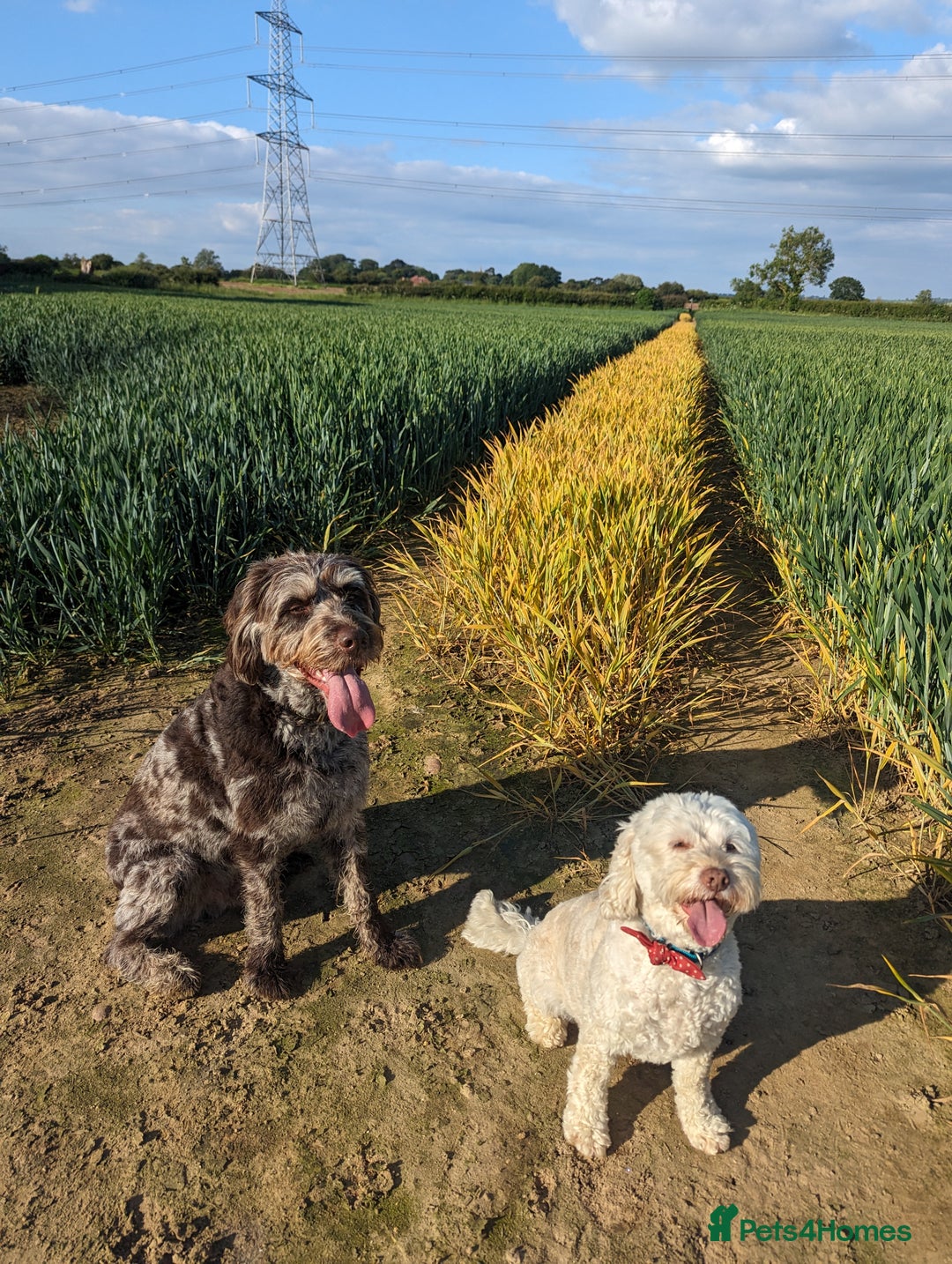 Labradoodle dogs for sale: Meet Elton – Our Beautiful Labradoodle  - Image 23