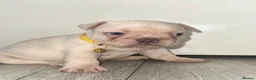 French Bulldog dogs for sale: Stunning French bulldog puppies  - Advert 6