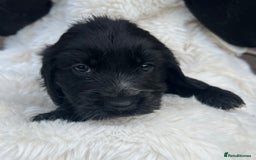 Cocker Spaniel dogs for sale: Gorgeous show type cocker spaniels - Image 7