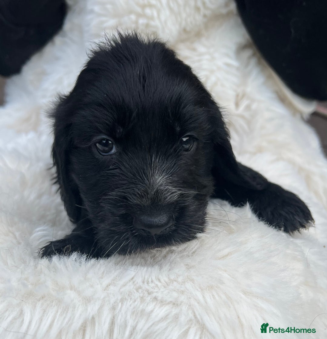 Cocker Spaniel dogs for sale: Gorgeous show type cocker spaniels - Image 7