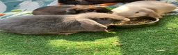 Dwarf Lop rabbits for sale: Baby Dwarf Lop rabbits for sale - Advert 3