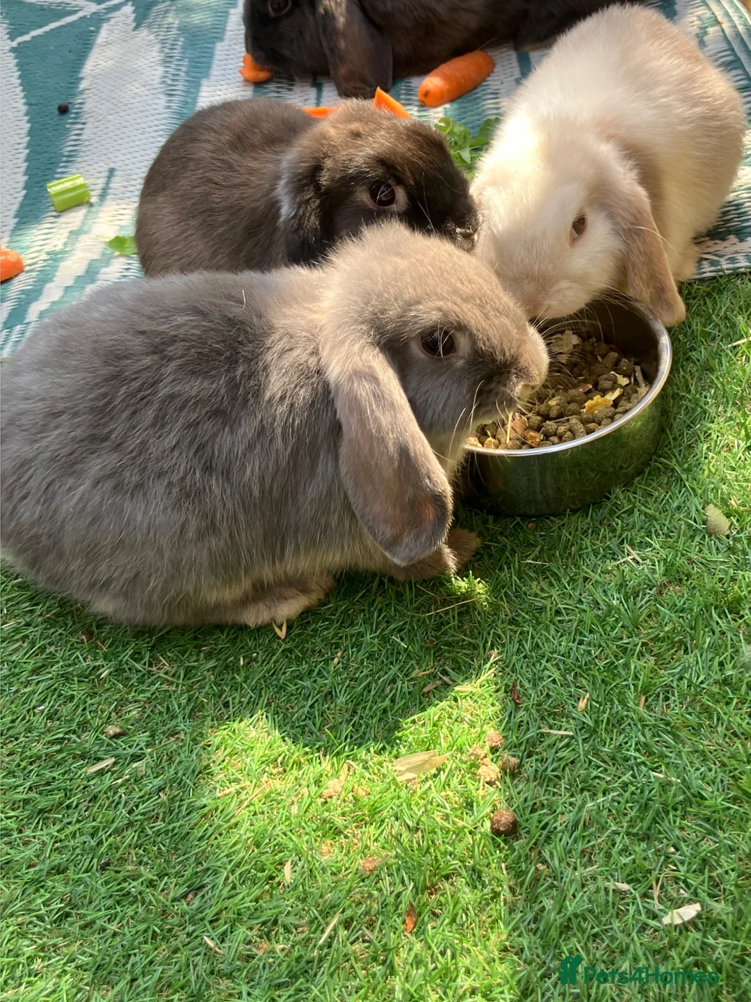 Dwarf Lop rabbits for sale: Baby Dwarf Lop rabbits for sale - Advert 3