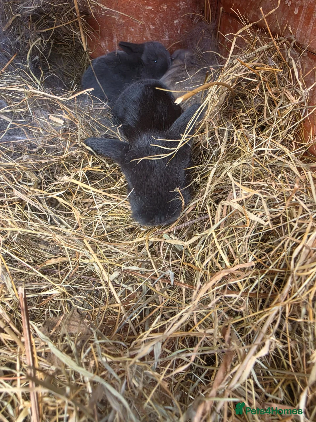 Mini Lop rabbits for sale: BRC Mini Lops  - Advert 2