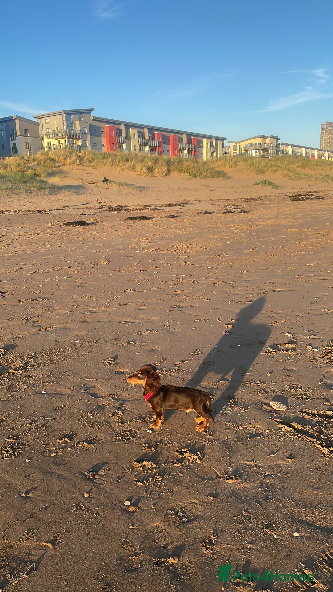Miniature Dachshund dogs for sale: Dachshund  - Image 5
