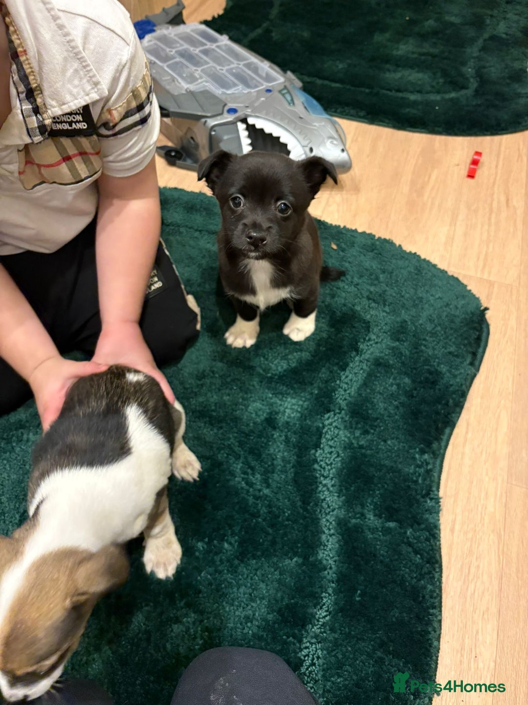 Chihuahua dogs for sale: Chihuahua  - Advert 5