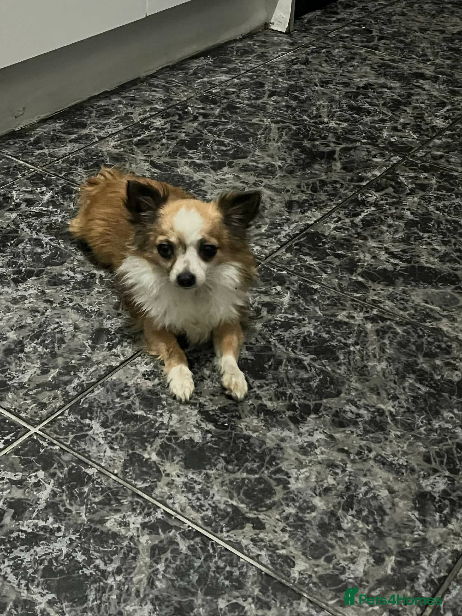 Pomchi dogs for sale: Oreo  in Enfield - Advert 3
