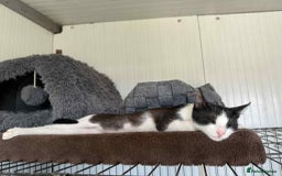 Mixed Breed cats for adoption: Ava. Norwich Norfolk  - Image 4