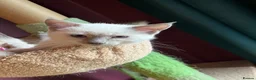 Oriental cats for sale: 7 RAGDOLL/SIAMESE KITTENS  - Advert 19