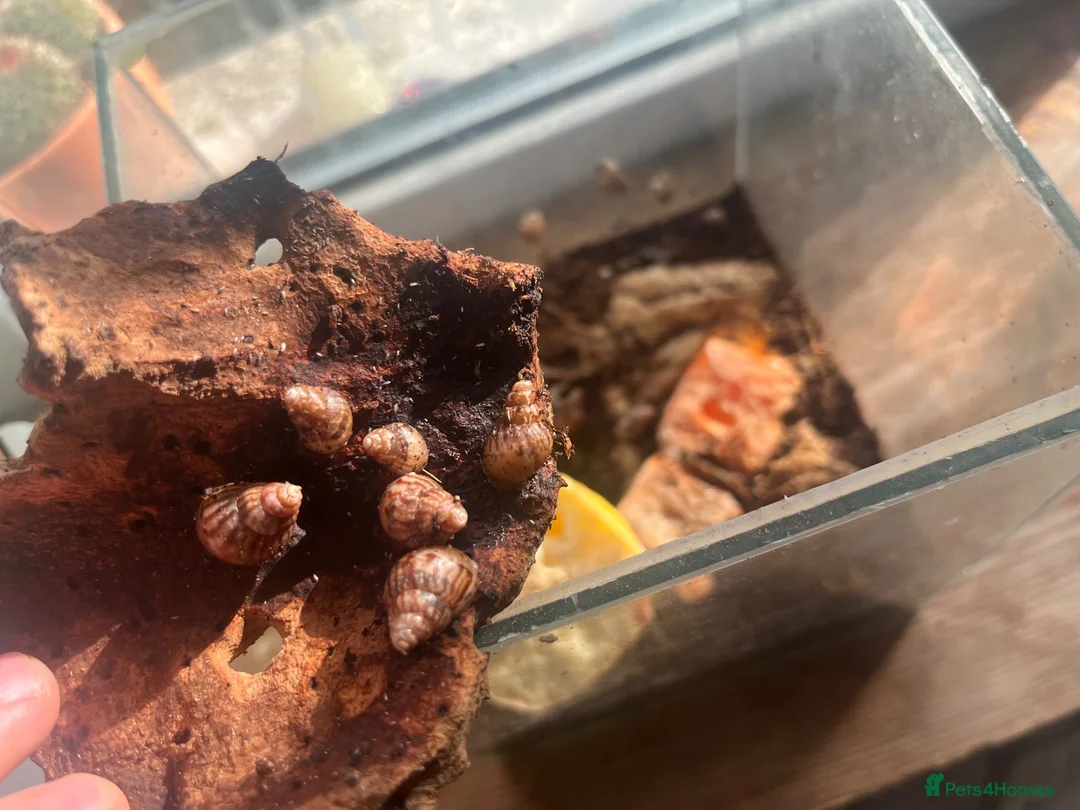 Snails invertebrates for sale: Giant African Land Snail Babies in Plymouth - Advert 2