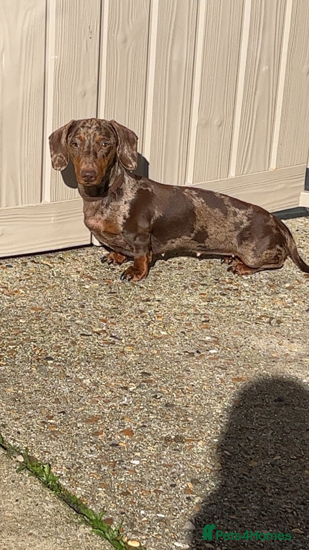 Miniature Dachshund dogs for sale: Chocolate dapple miniature dachshunds  - Advert 1