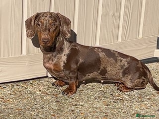Miniature Dachshund dogs Chocolate dapple miniature dachshunds - Advert 1