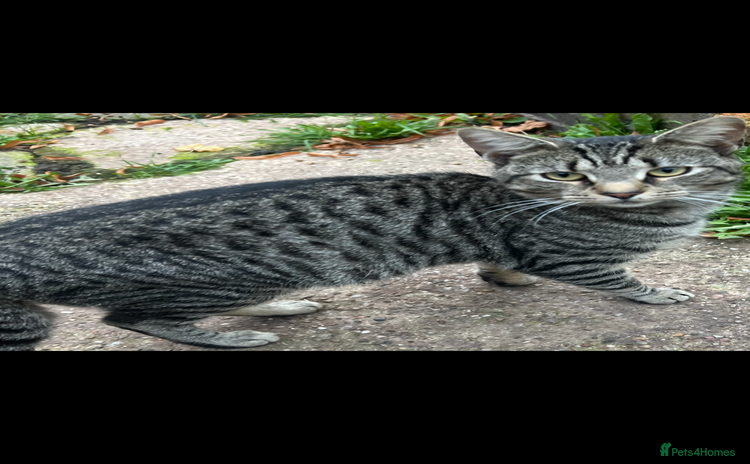 Domestic Shorthair cats - Advert 2
