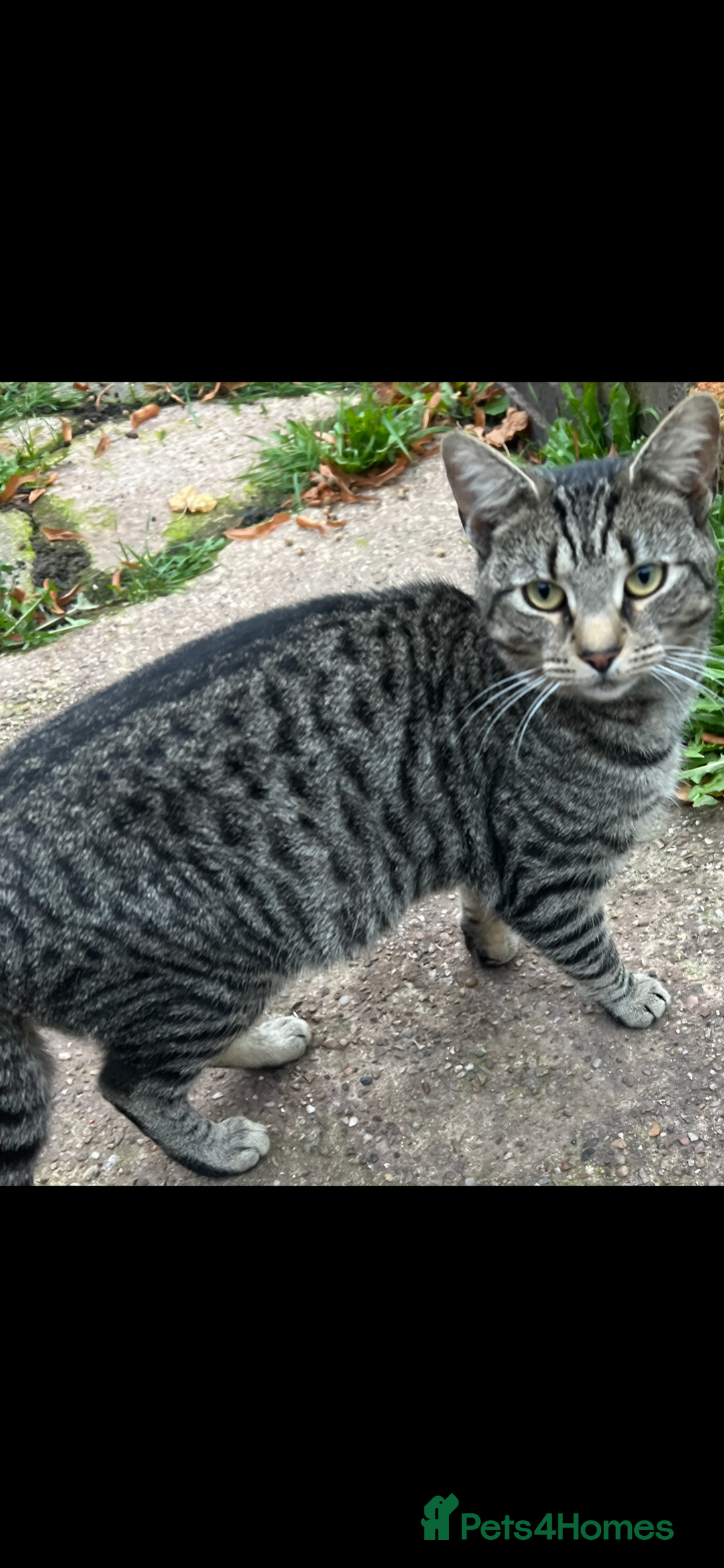 Domestic Shorthair cats for sale: Stray cat in desperate need of home  - Image 1