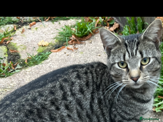 Domestic Shorthair cats - Advert 34