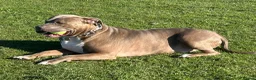 American Bully dogs for sale: 5 year old male American Bully called Rex!  in Waterlooville - Advert 4