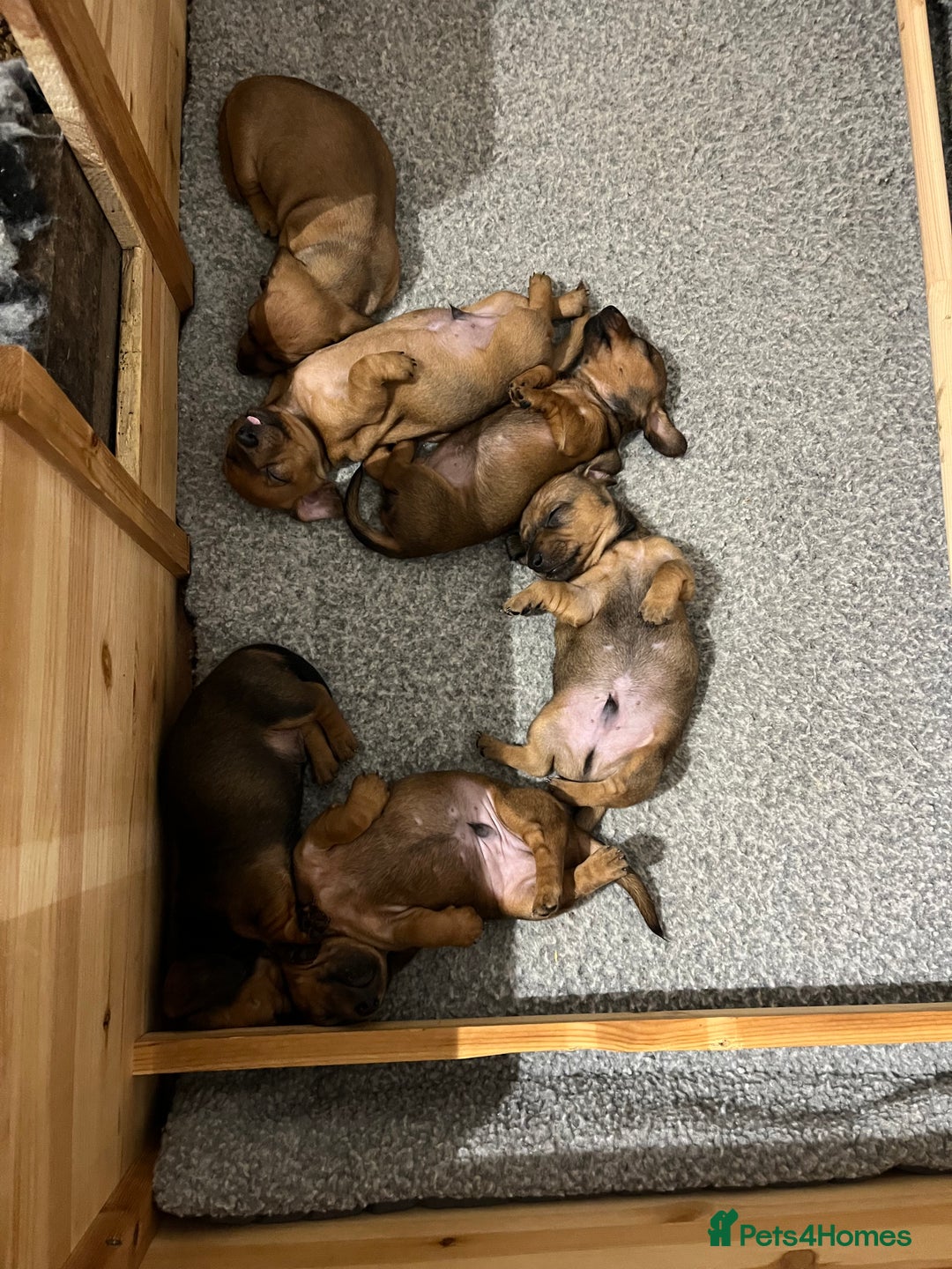 Dachshund dogs for sale: Red dachshund puppies  - Advert 11