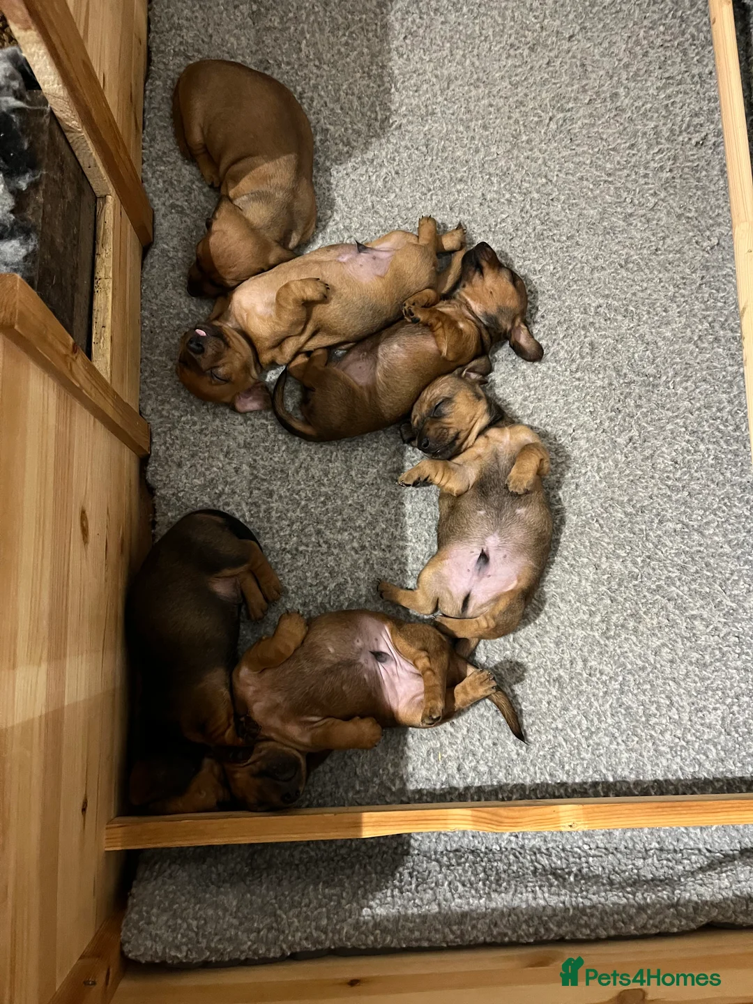 Dachshund dogs for sale: Red dachshund puppies  - Advert 7